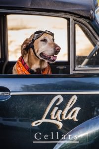 Lula Cellars_Honey the Winery Dog in Lula Car #1