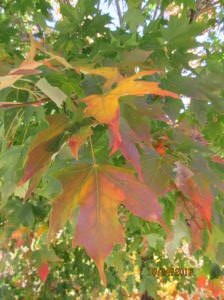 Leaves in transition